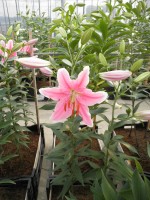 [1773 Sorbonne 2N No02.JPG]